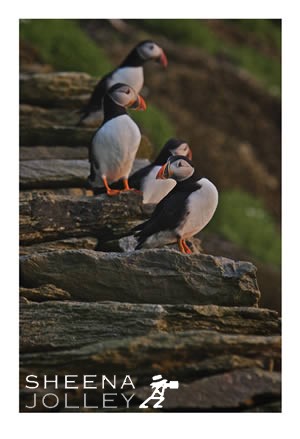 Puffin  small bird  Skellig Michael North Steps  6th Century  evening lights   west coast  ireland brightly coloured beaks  comical flight  clown of the sea  sea parrot  photograph Puffins on Ancient Steps.jpg Puffins on Ancient Steps.jpg Puffins on Ancient Steps.jpg Puffins on Ancient Steps.jpg